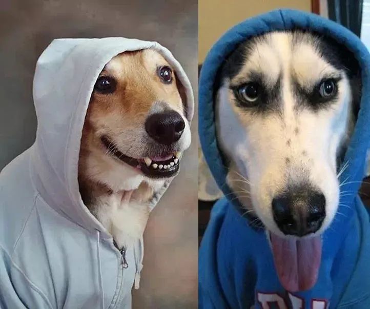 17亿美元！昨晚第一家ICO宣布破产，telegram低下了头5