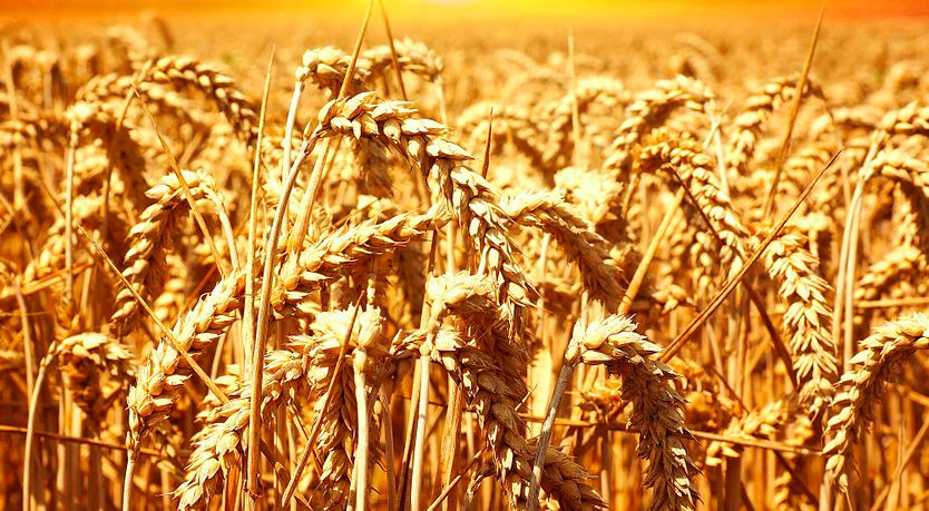 区块链在农业领域的用途是什么？