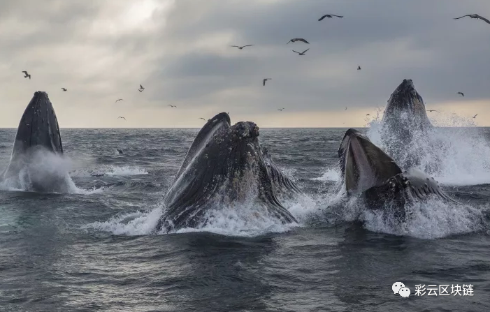 Coindesk：自减半以来， 比特币 “鲸鱼”的数量增加了2％1