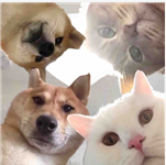 说实话,下半年“解脱”的机率有多高?1 说实话,下半年“解脱”的机率有多高?1