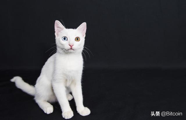 BCH：不管黑猫白猫，能捉老鼠的就是好猫