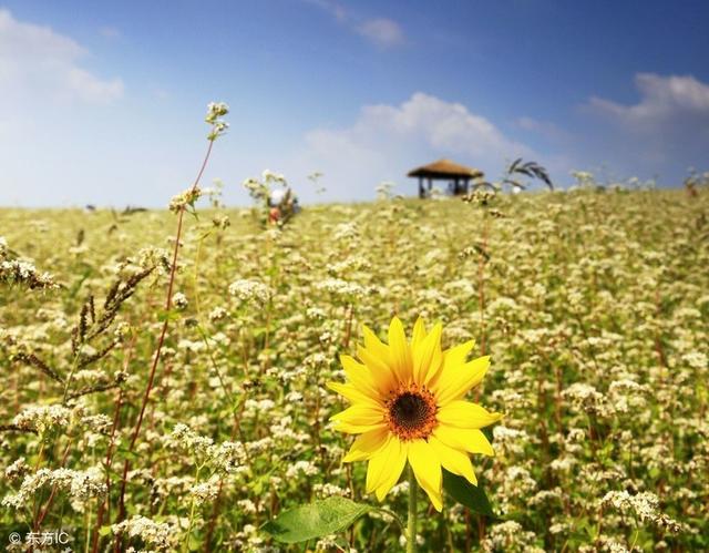 瑞波熊市里为何如此抗跌？市值超越币市老二以太坊3