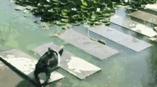 【币圈大事件】莱特币创始人发推公布历史性时刻：币币交易去中心化时代来临！1